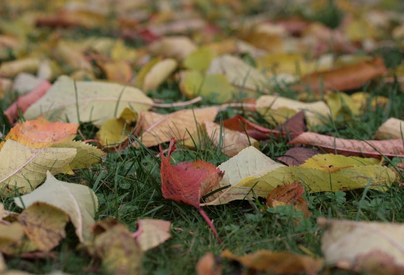 Colorful autumn leaves scattered across a green lawn