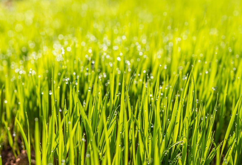 Close-up of healthy green grass with morning dew