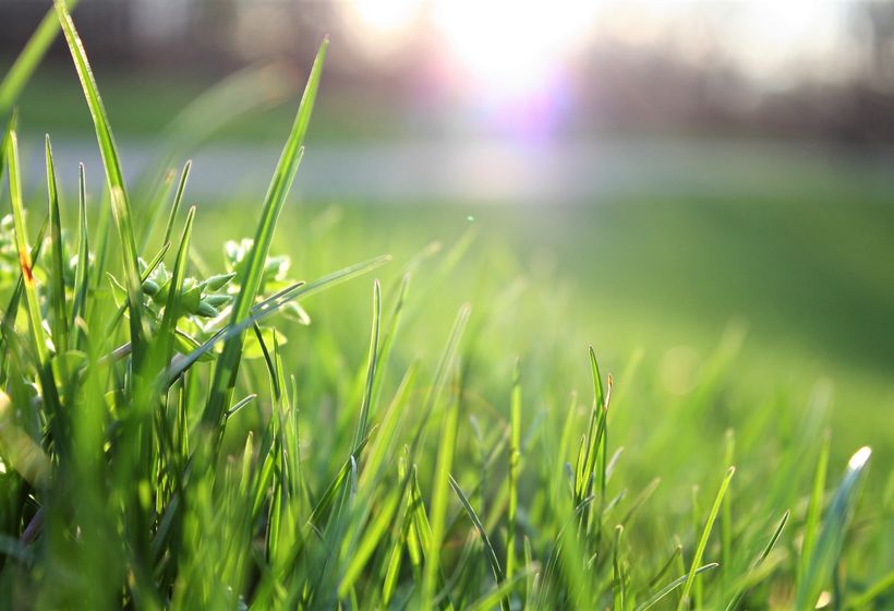 Lush blades of grass backlit by warm sunlight