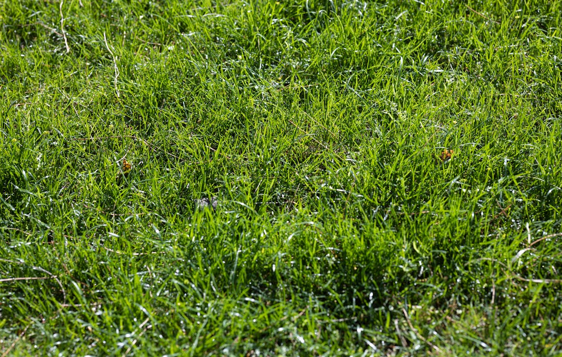 Fresh green lawn beside a home